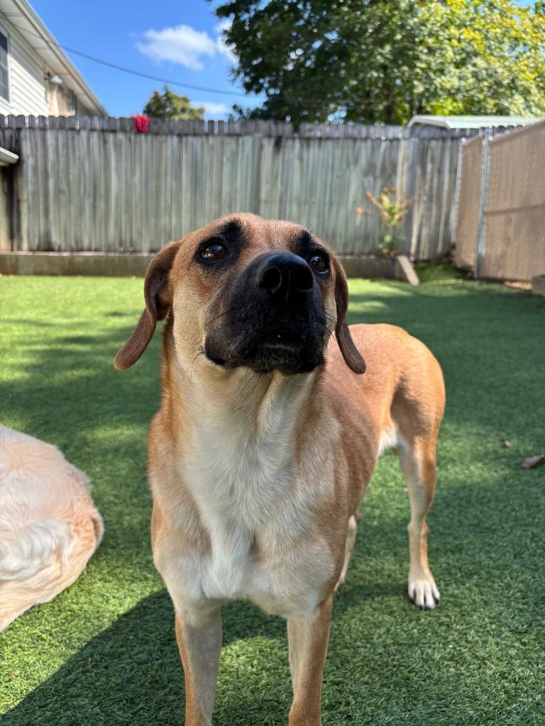 Enlarge Miami, a Adoptable mixed breed in Fayetteville, AR image 2/6