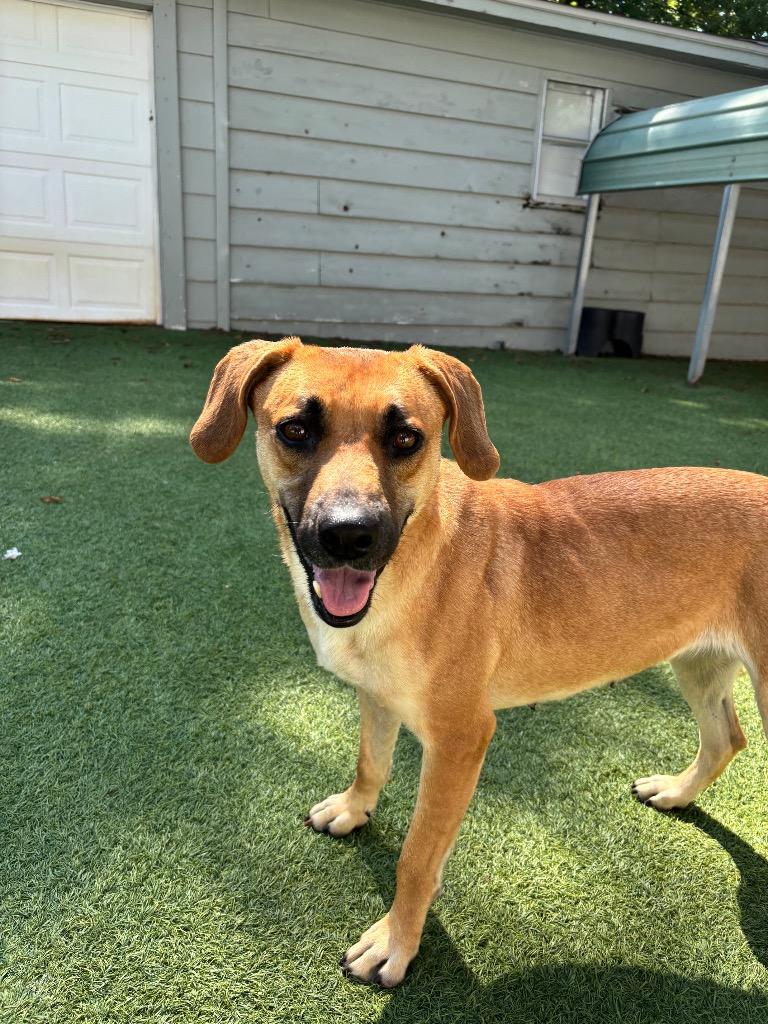 Enlarge Miami, a Adoptable mixed breed in Fayetteville, AR image 3/6