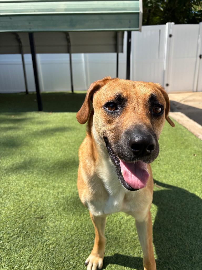 Enlarge Miami, a Adoptable mixed breed in Fayetteville, AR image 4/6