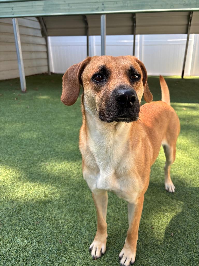 Enlarge Miami, a Adoptable mixed breed in Fayetteville, AR image 5/6