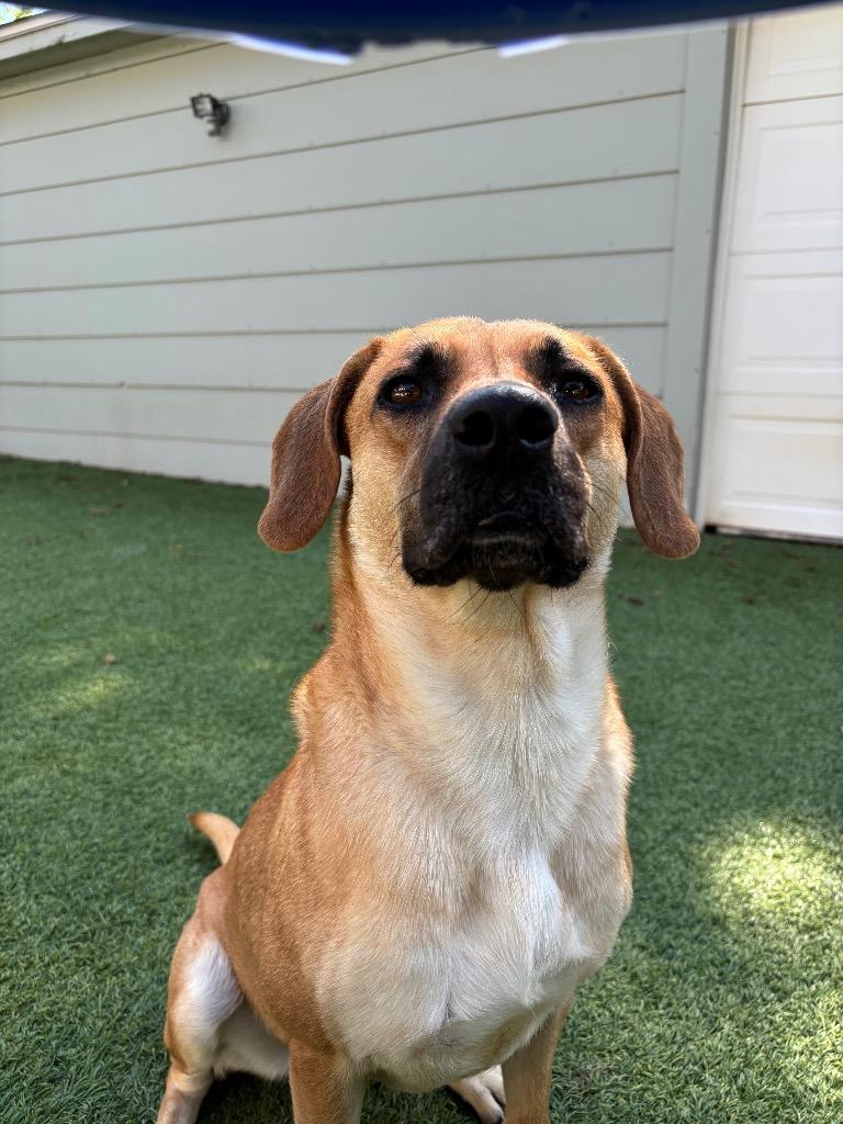 Enlarge Miami, a Adoptable mixed breed in Fayetteville, AR image 6/6