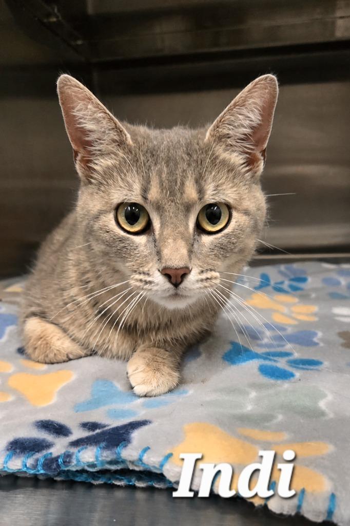 Indi, Adoptable, Young Female Domestic Short Hair.