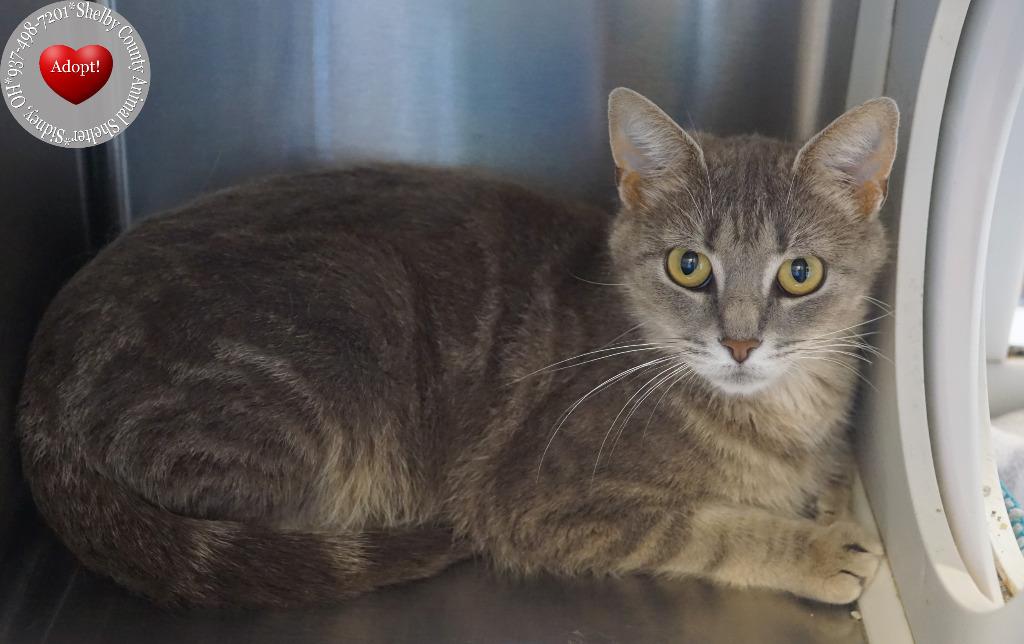 Indi, a Adoptable mixed breed in Sidney, OH image 2/4