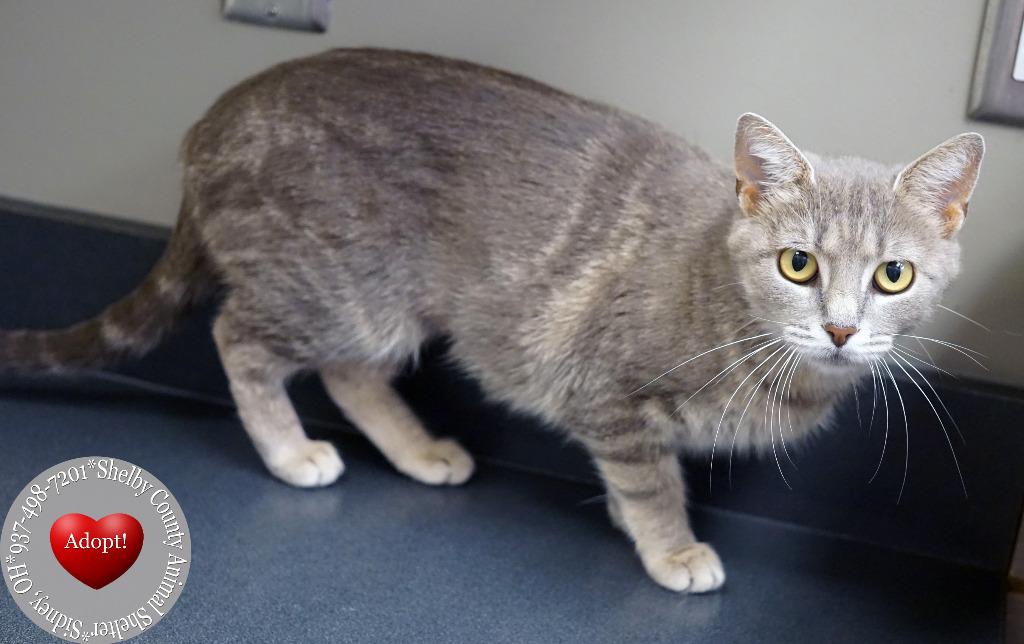 Indi, a Adoptable mixed breed in Sidney, OH image 3/4