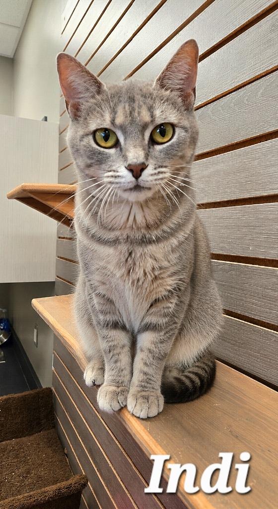 Indi, a Adoptable mixed breed in Sidney, OH image 5/5