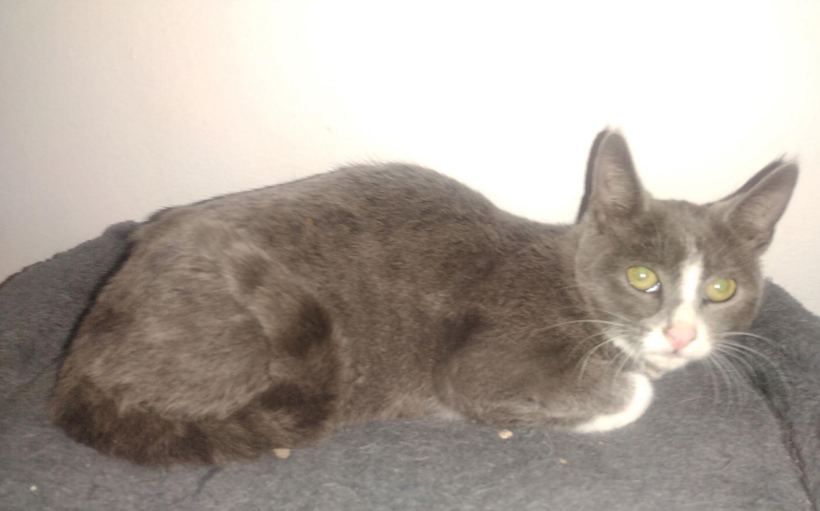 Enlarge Shadow courtesy post, a Adopted mixed breed in Laguna Niguel, CA image 1/3