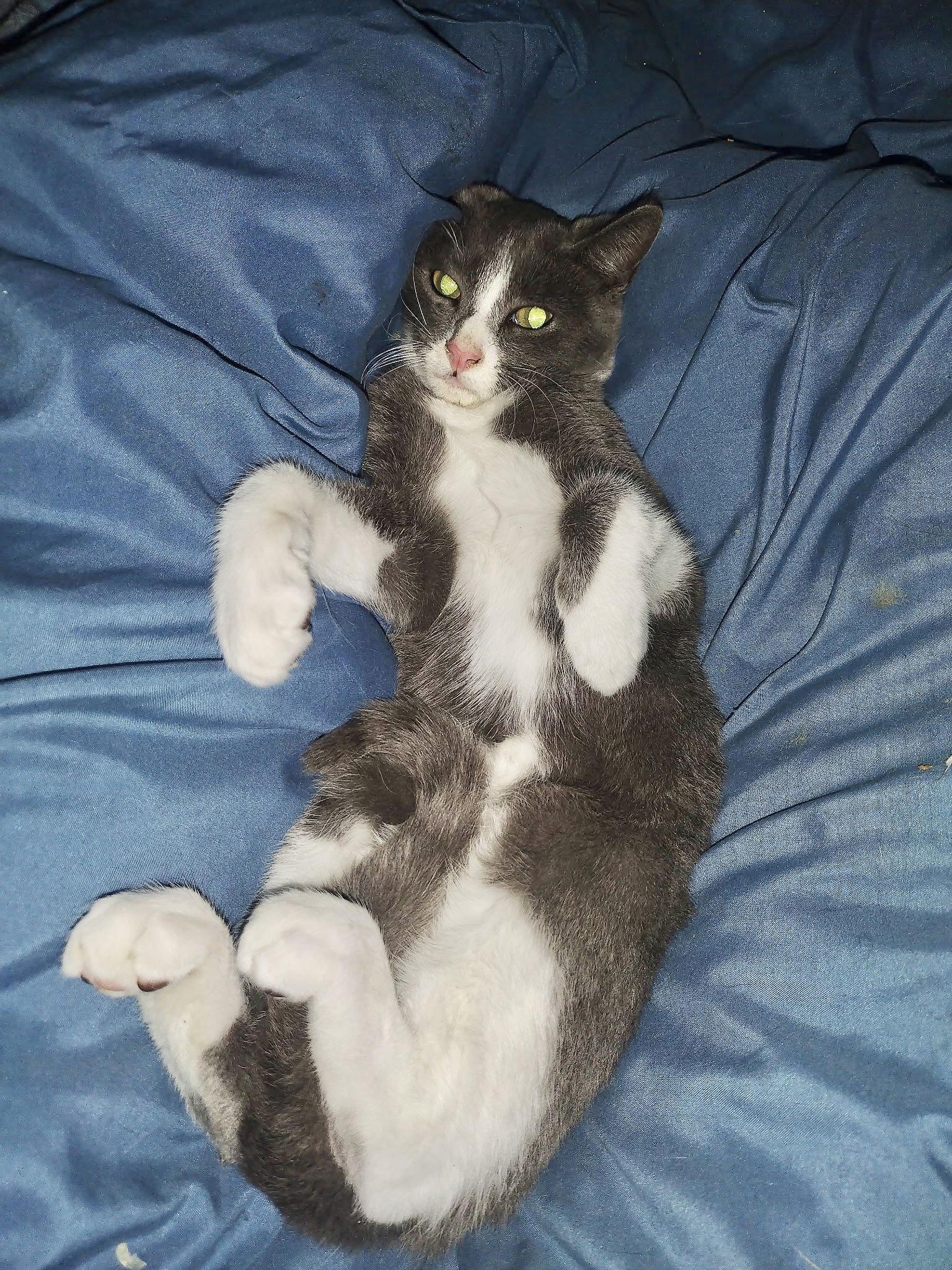 Enlarge Shadow courtesy post, a Adopted mixed breed in Laguna Niguel, CA image 2/3