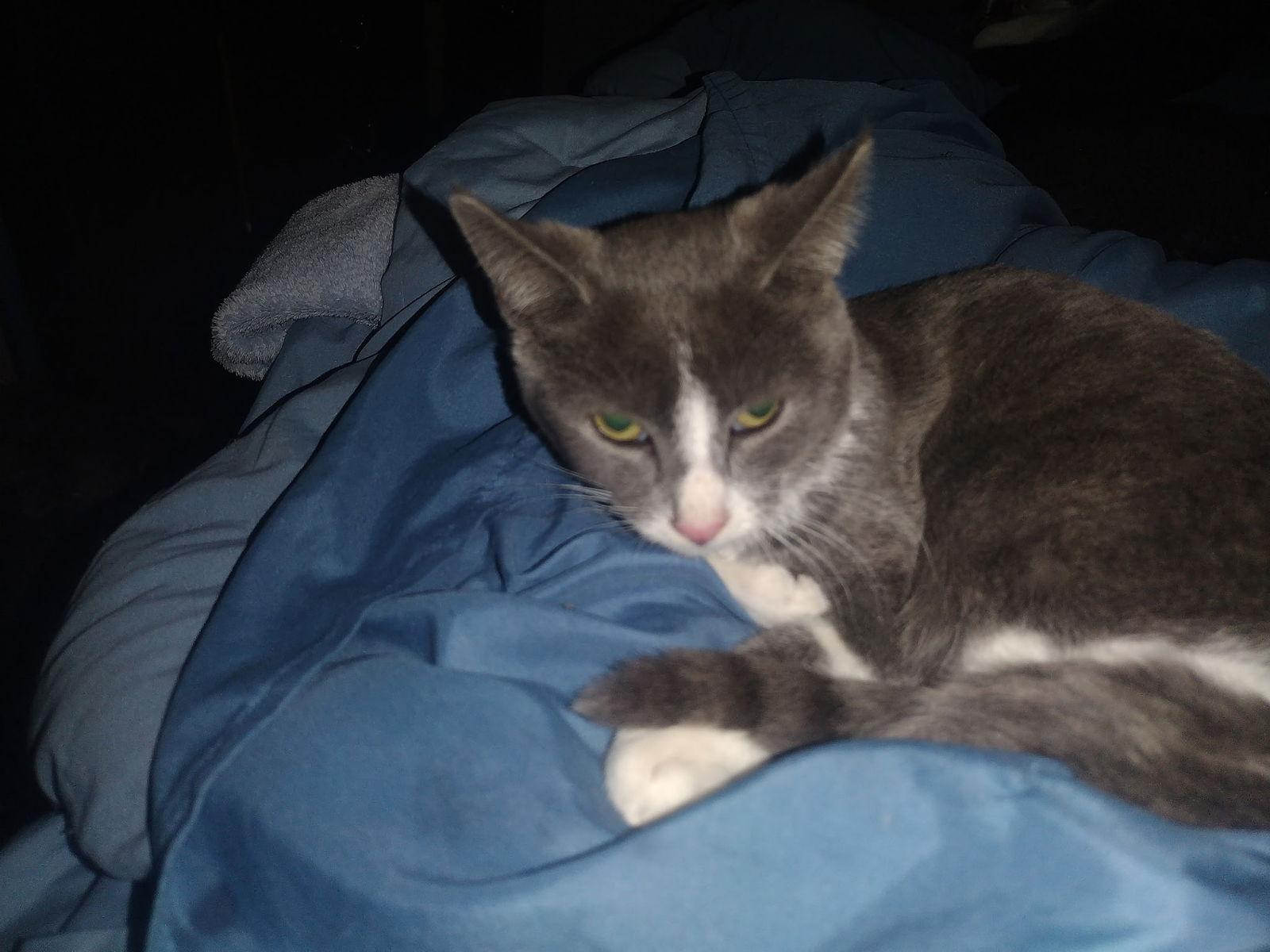 Enlarge Shadow courtesy post, a Adopted mixed breed in Laguna Niguel, CA image 3/3