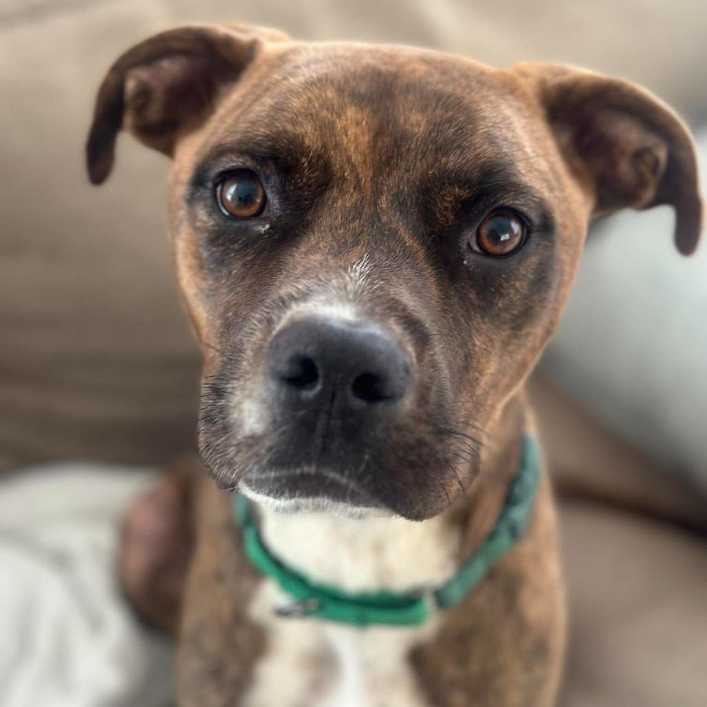Tracer, Adoptable, Adult Male Pit Bull Terrier & Mixed Breed.