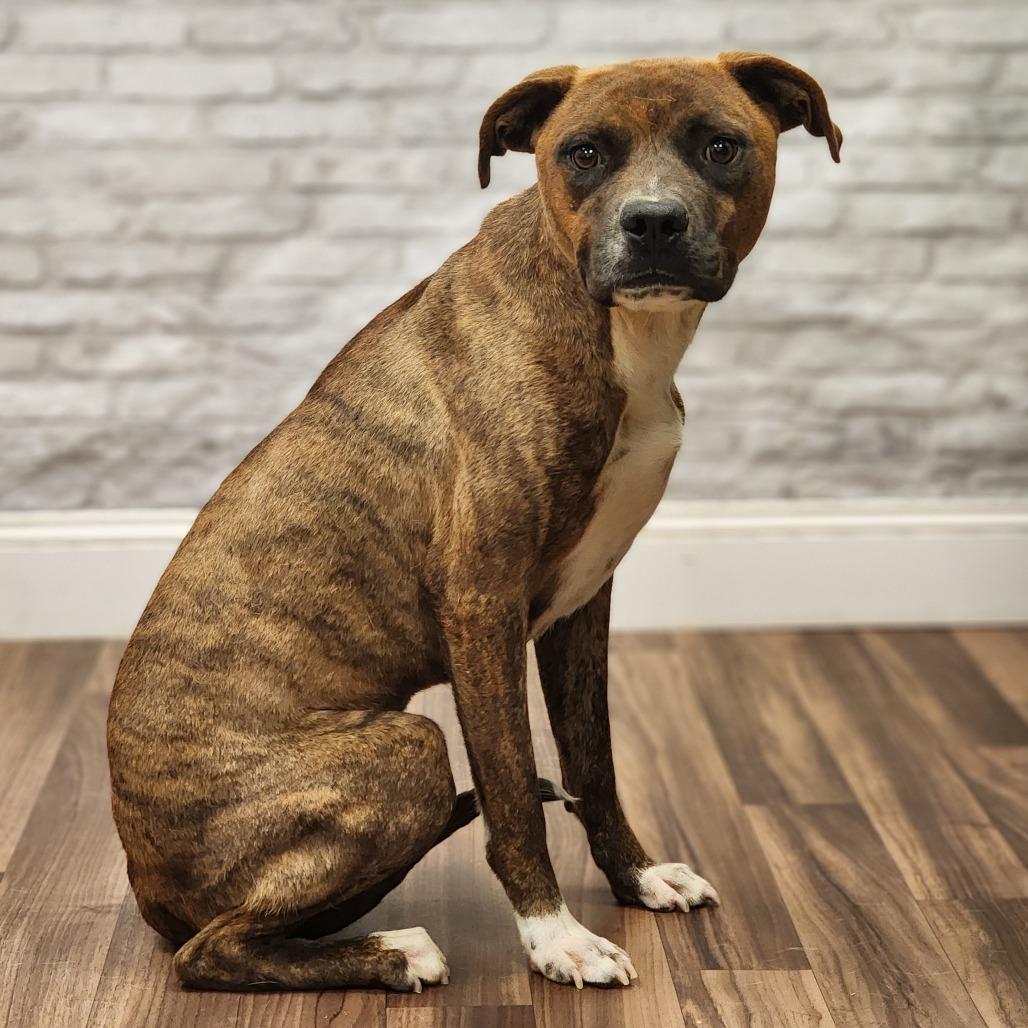 Tracer, a Adoptable mixed breed in Montgomery, AL image 1/2