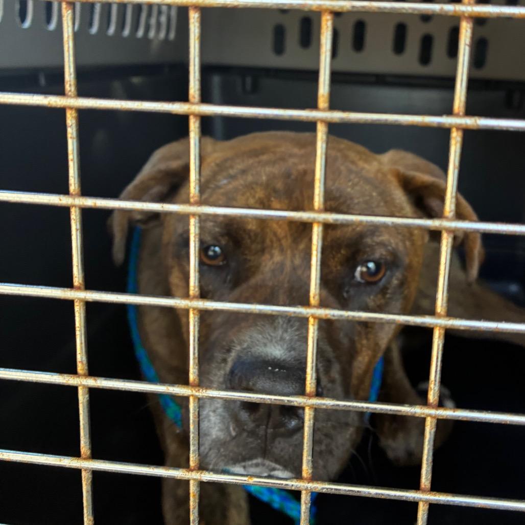 Tracer, a Adoptable mixed breed in Montgomery, AL image 2/2