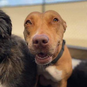 Faith, Adoptable, Adult Female Pit Bull Terrier.