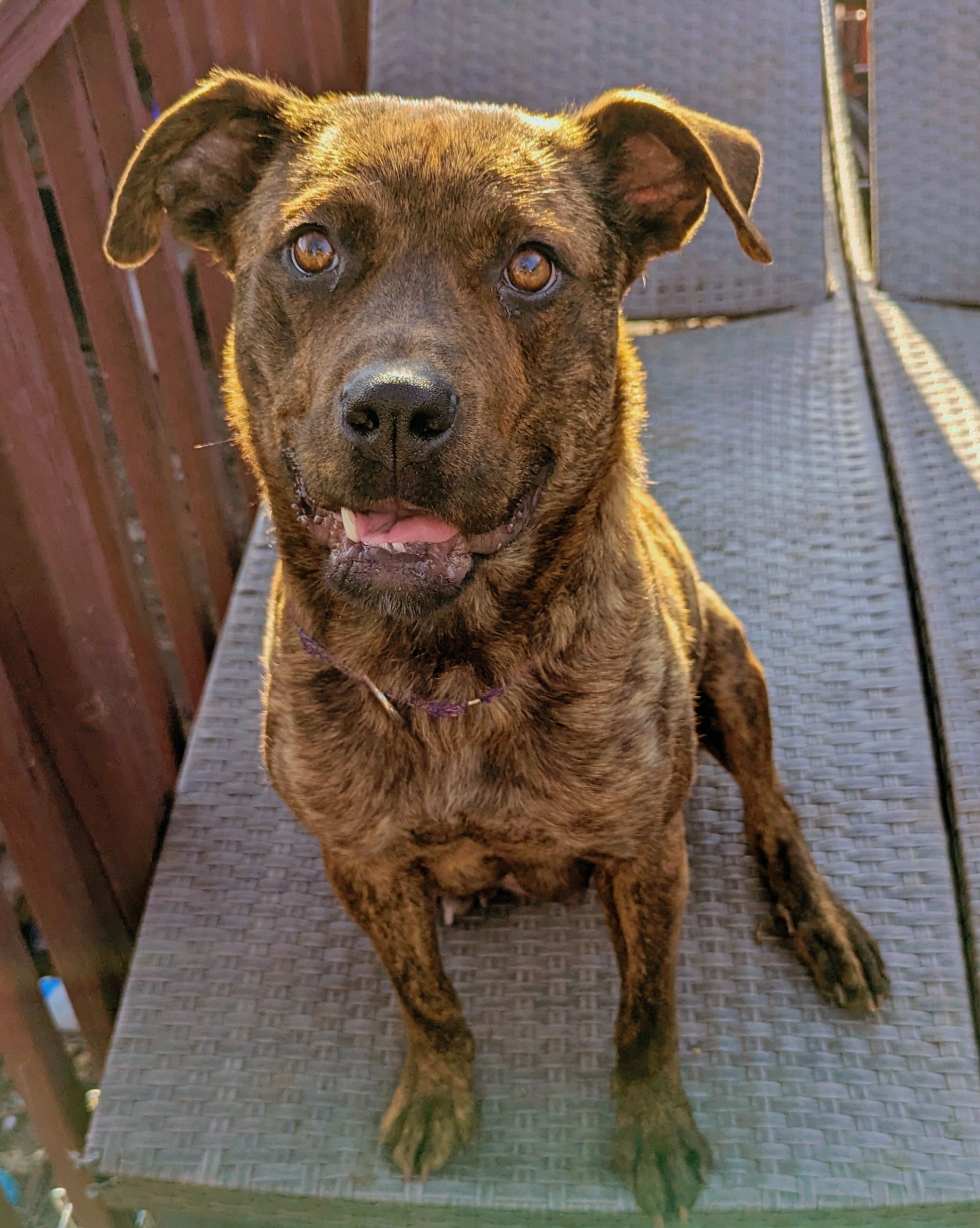 Sasha, a Adoptable mixed breed image 5/6