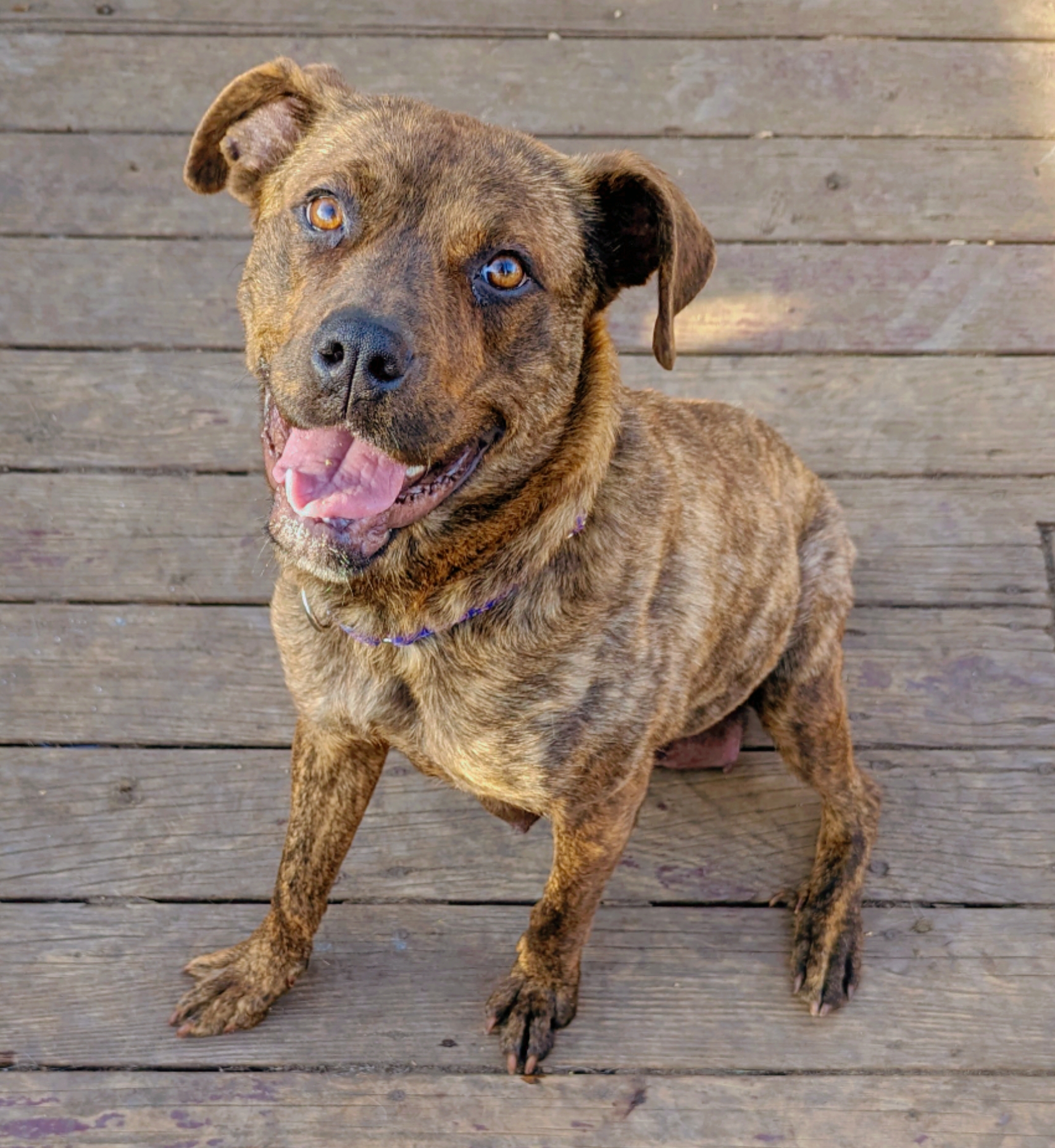 Sasha, a Adoptable mixed breed image 1/6