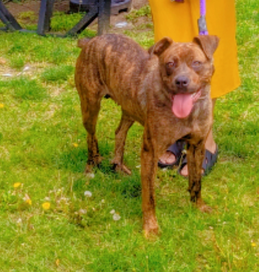 Sasha, a Adoptable mixed breed image 4/6