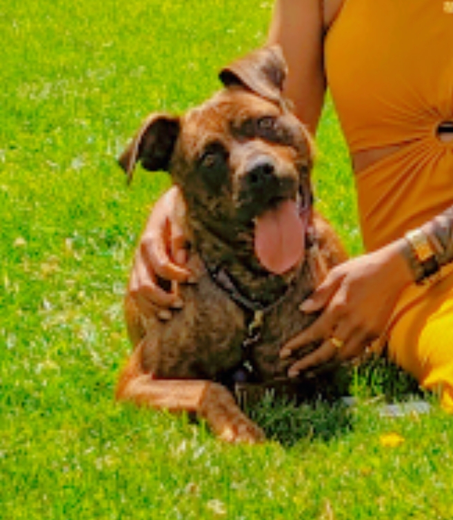 Sasha, a Adoptable mixed breed image 6/6