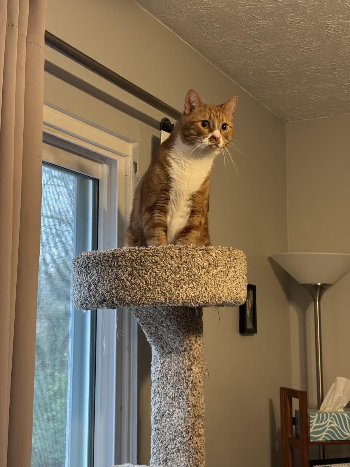 Pumpkin, a Adoptable Domestic Short Hair image 6/6