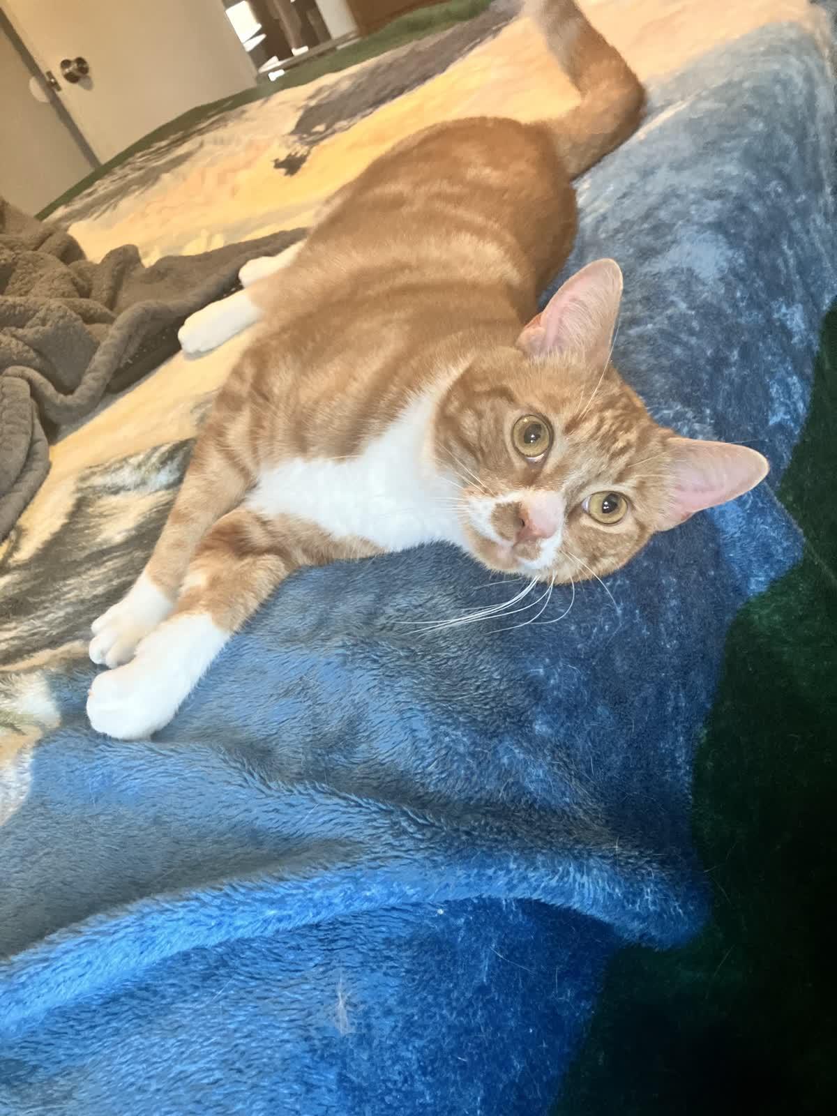 Pumpkin, a Adoptable Domestic Short Hair image 5/6