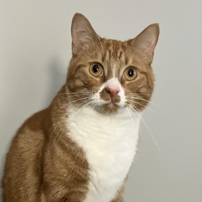 Pumpkin, a Adoptable Domestic Short Hair image 1/6