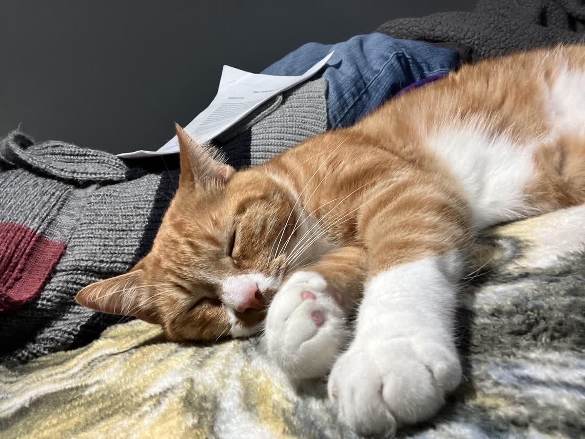 Pumpkin, a Adoptable Domestic Short Hair image 4/6