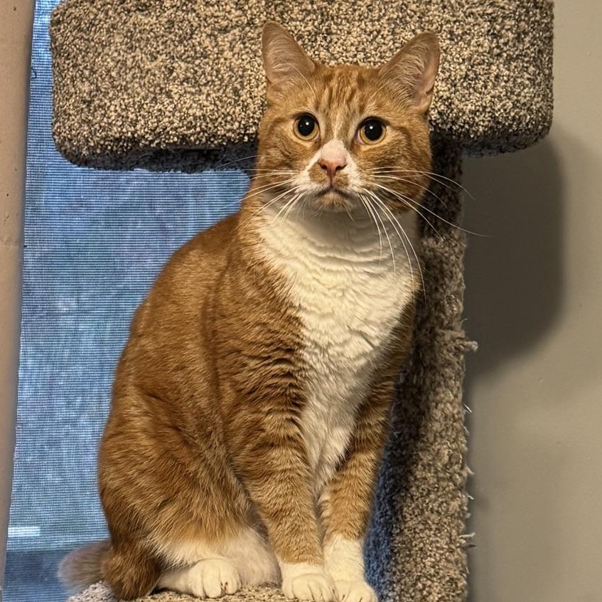 Pumpkin, Adoptable, Adult Male Domestic Short Hair.