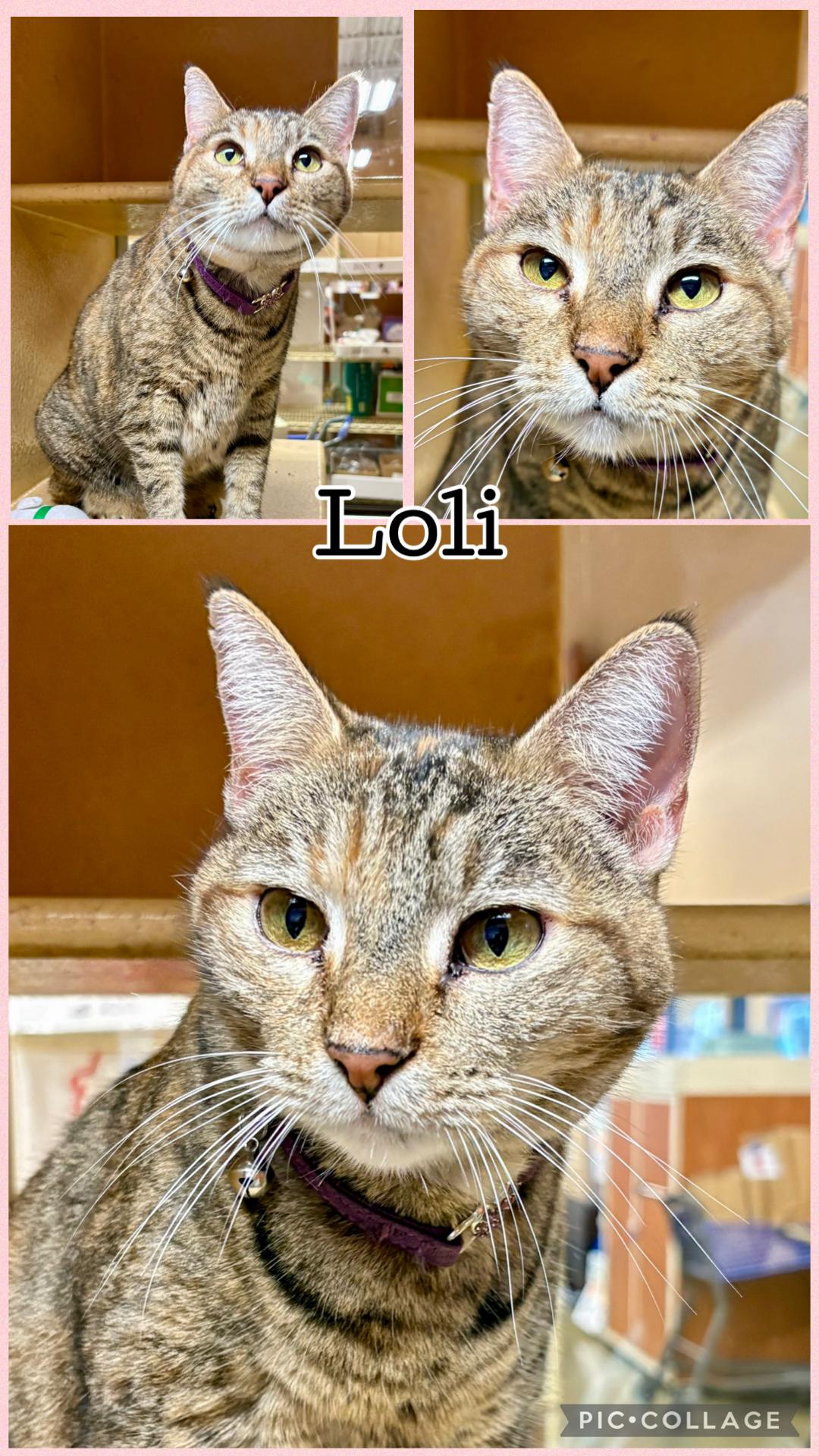 LOLI, ADOPTABLE, Senior Female Tabby.