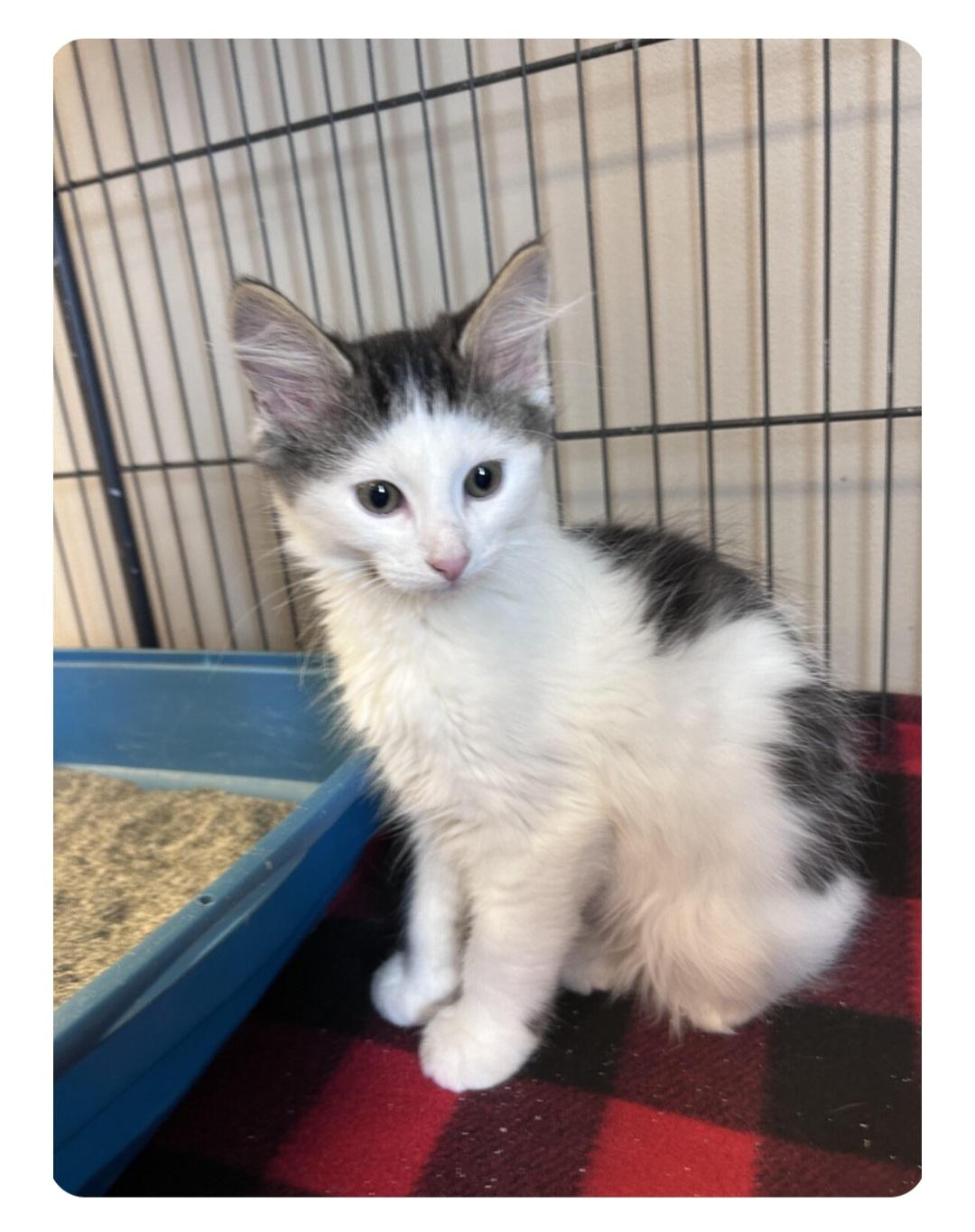 Enlarge Paw Revere, a Adoptable Domestic Short Hair in Ashland, KY image 1/1