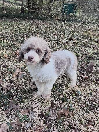 Enlarge Cooper, an adopted Miniature Poodle in Coatesville, PA image 3/6