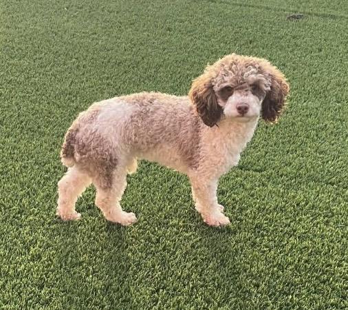 Enlarge Cooper, an adopted Miniature Poodle in Coatesville, PA image 1/6
