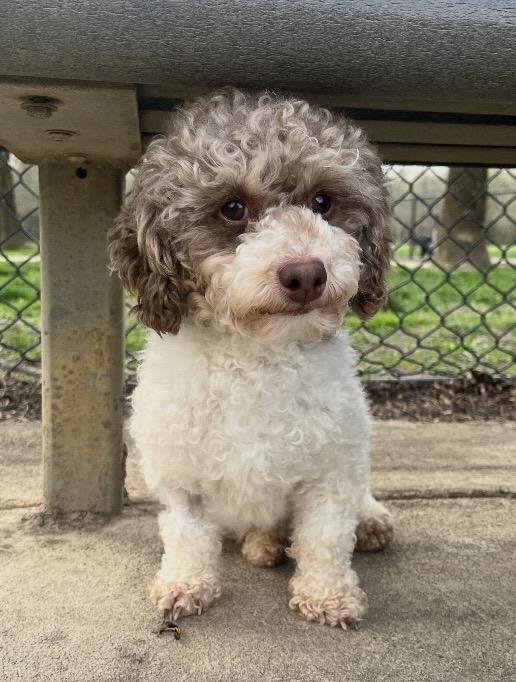 Enlarge Cooper, an adopted Miniature Poodle in Coatesville, PA image 6/6