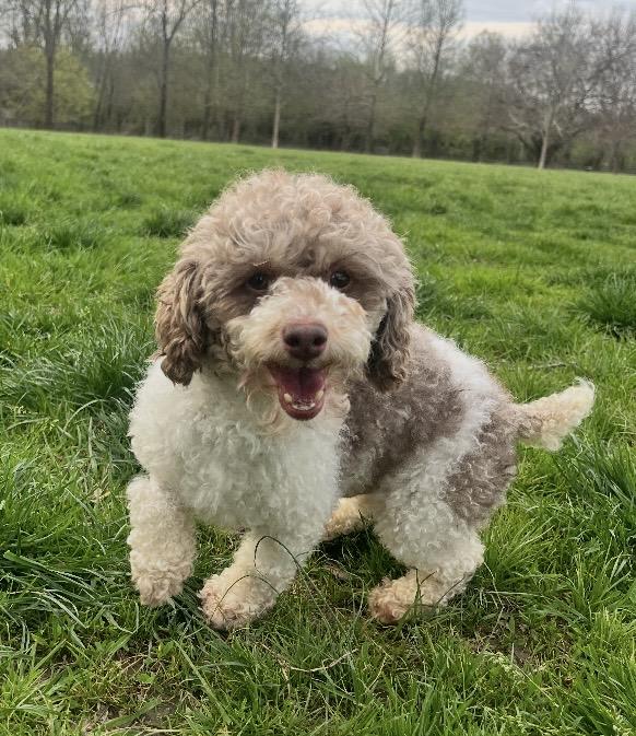 Enlarge Cooper, an adopted Miniature Poodle in Coatesville, PA image 2/6