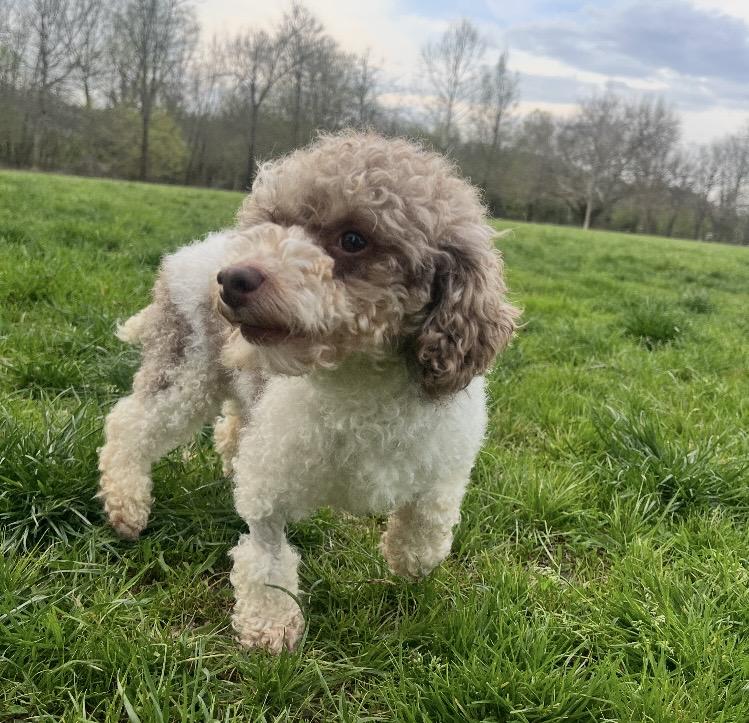 Enlarge Cooper, an adopted Miniature Poodle in Coatesville, PA image 4/6