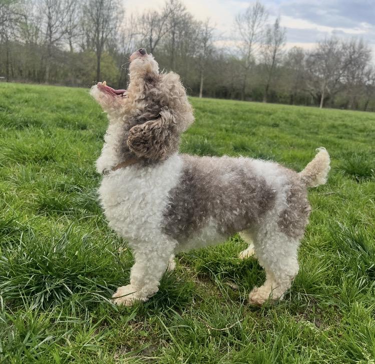 Enlarge Cooper, an adopted Miniature Poodle in Coatesville, PA image 5/6