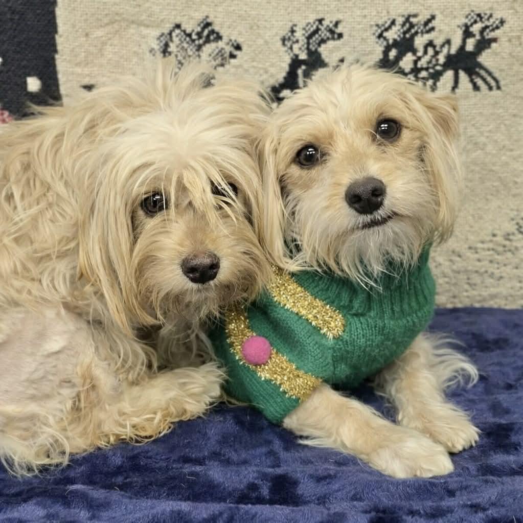 Enlarge Maisy & Millie, a ADOPTABLE mixed breed in Boulder, CO image 1/5