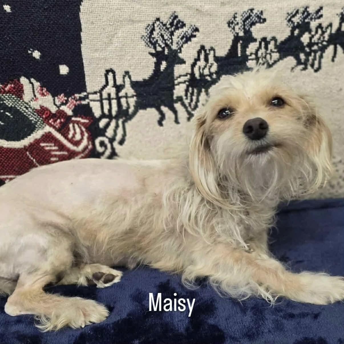 Enlarge Maisy & Millie, a ADOPTABLE mixed breed in Boulder, CO image 4/5