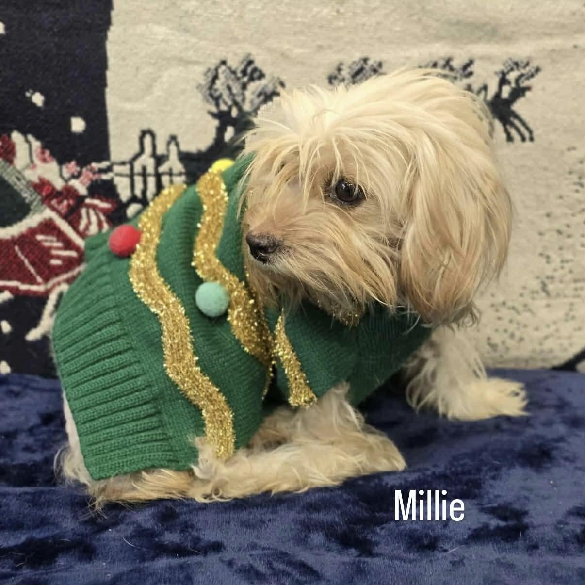 Enlarge Maisy & Millie, a ADOPTABLE mixed breed in Boulder, CO image 3/5