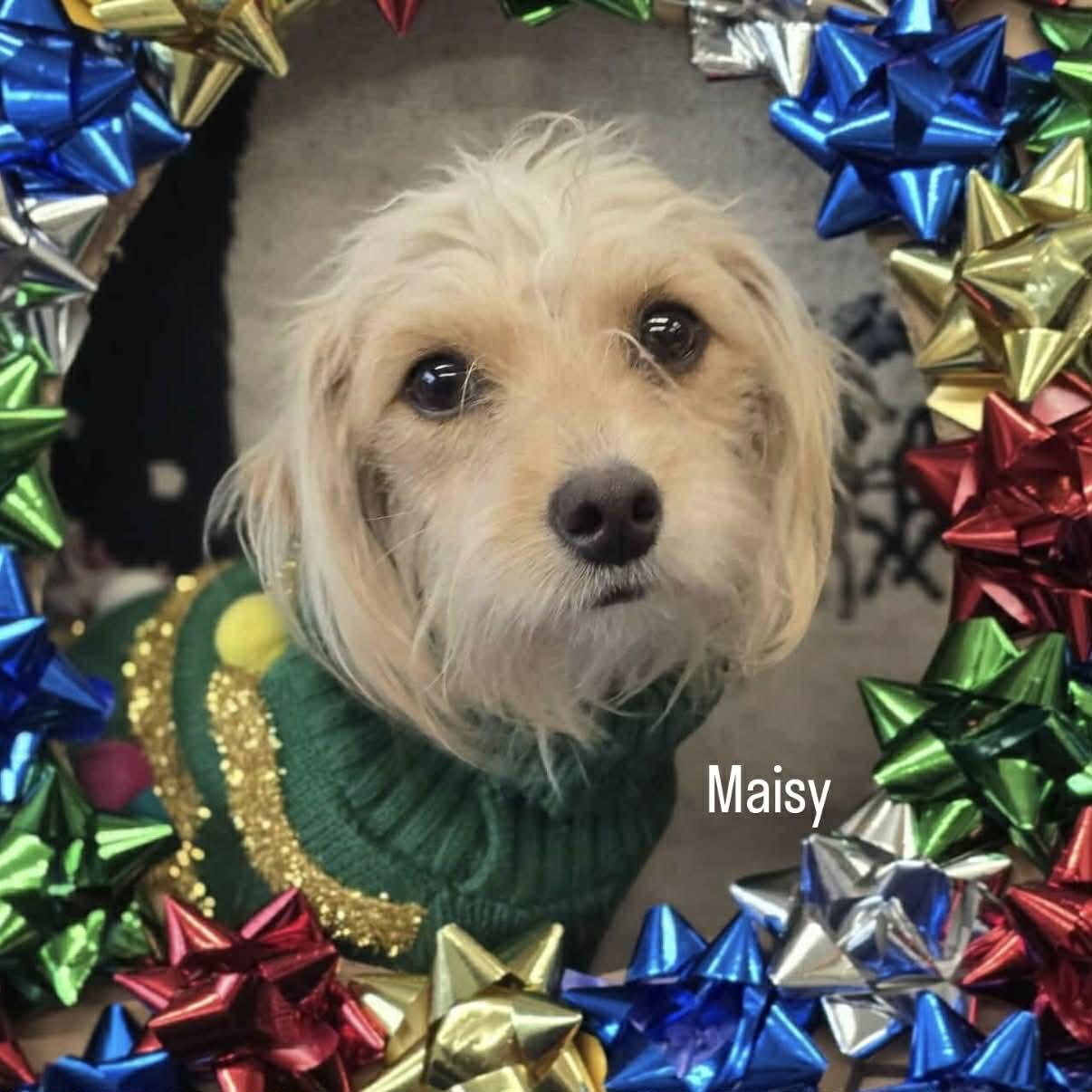 Enlarge Maisy & Millie, a ADOPTABLE mixed breed in Boulder, CO image 2/5