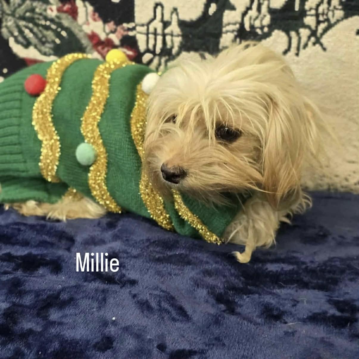 Enlarge Maisy & Millie, a ADOPTABLE mixed breed in Boulder, CO image 5/5