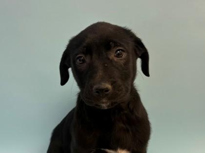 Enlarge Finley, a Adoptable mixed breed in Woodbury, MN image 1/1