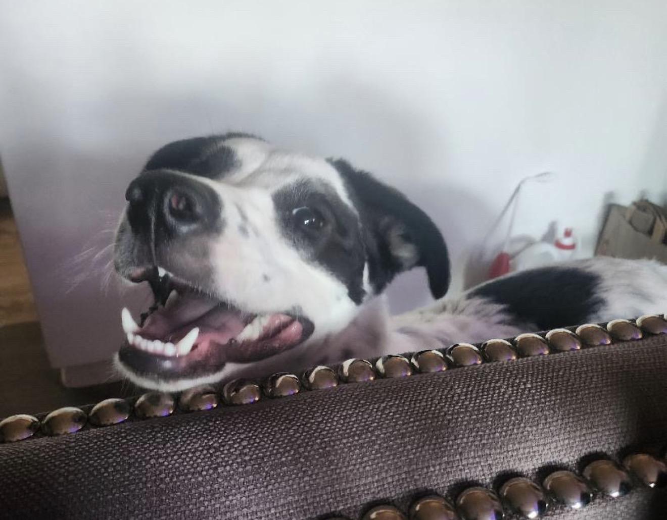 Khaleesi, ADOPTABLE, Young Female Pit Bull Terrier & German Shepherd Dog.