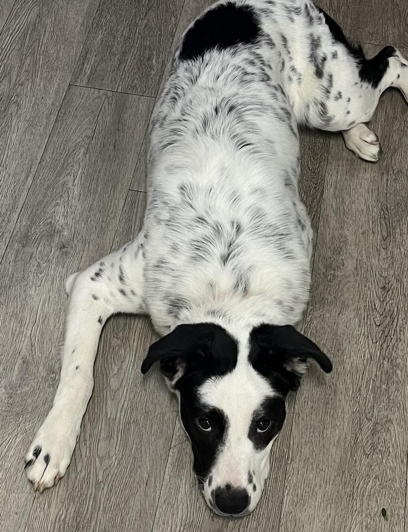 Khaleesi, a ADOPTABLE mixed breed in Dublin, CA image 2/5