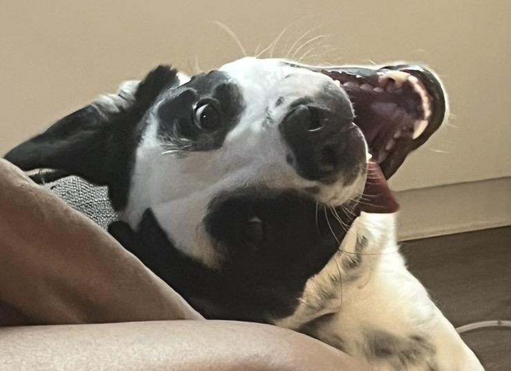 Khaleesi, a ADOPTABLE mixed breed in Dublin, CA image 4/5