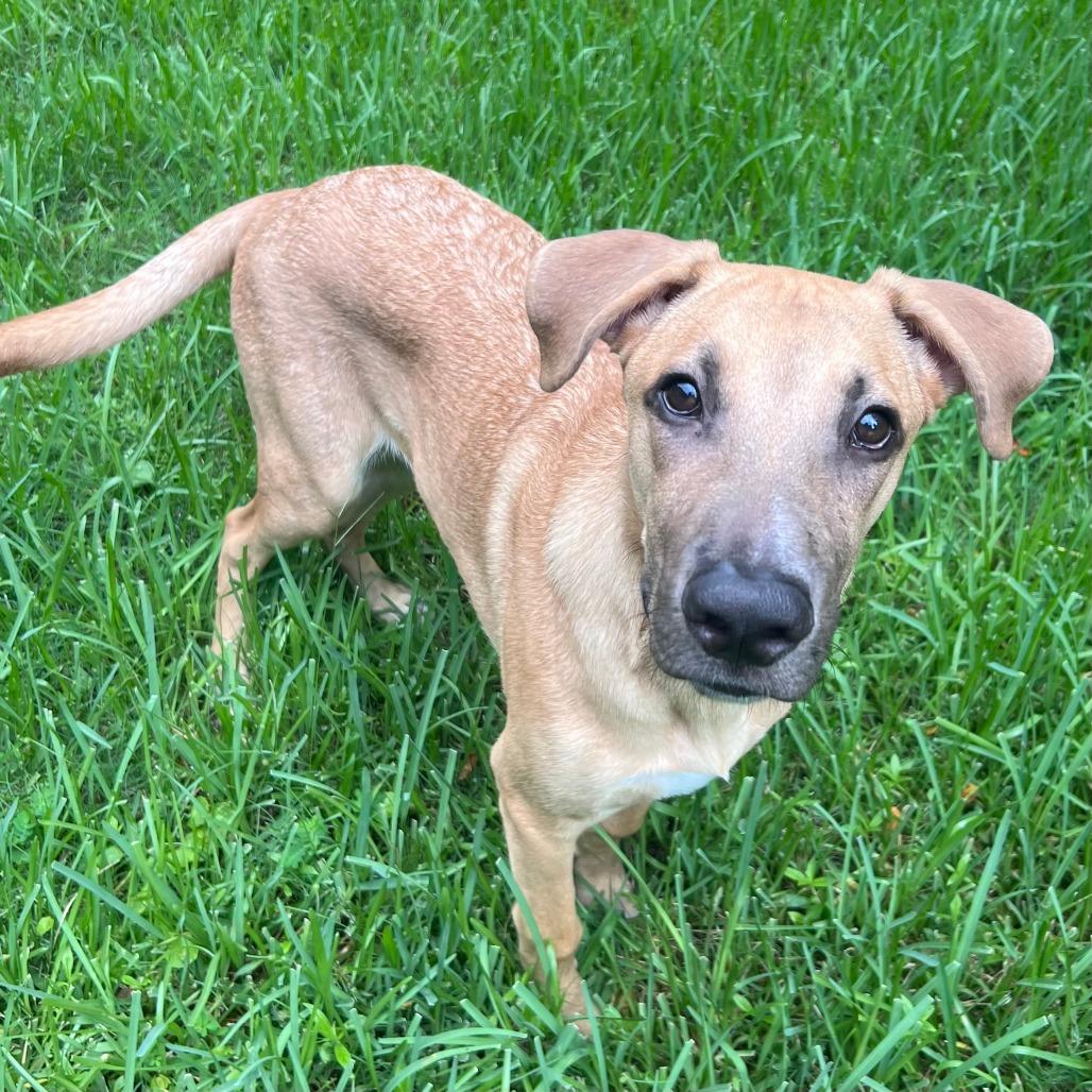 Enlarge Rob, a Adoptable mixed breed in Houston, TX image 1/6