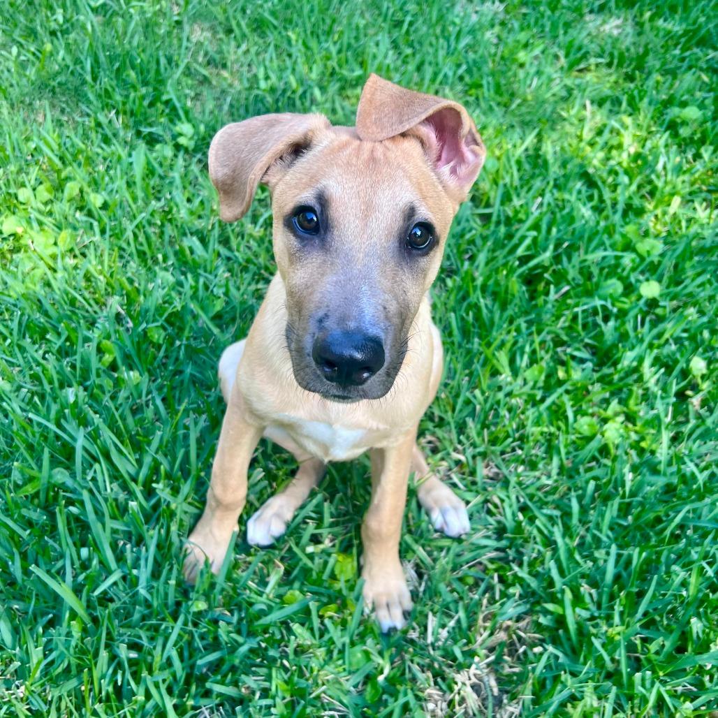 Enlarge Rob, a Adoptable mixed breed in Houston, TX image 1/4