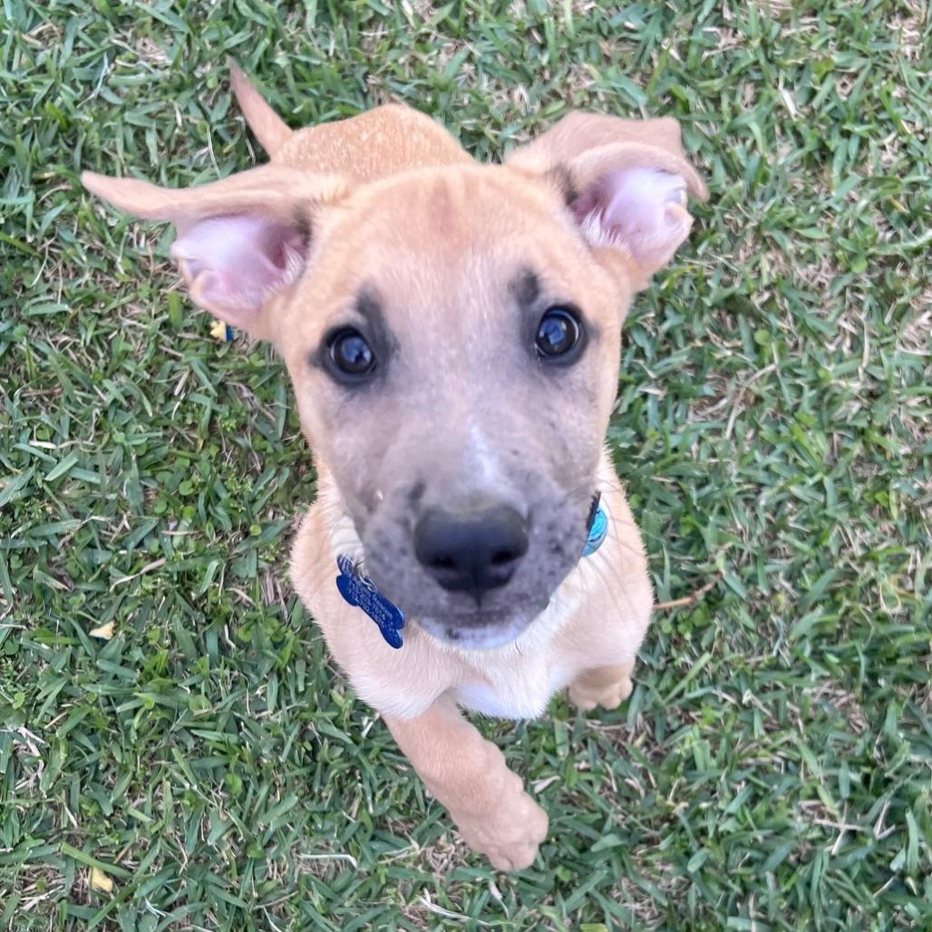 Rob, Adoptable, Puppy Male Great Dane & Shepherd.