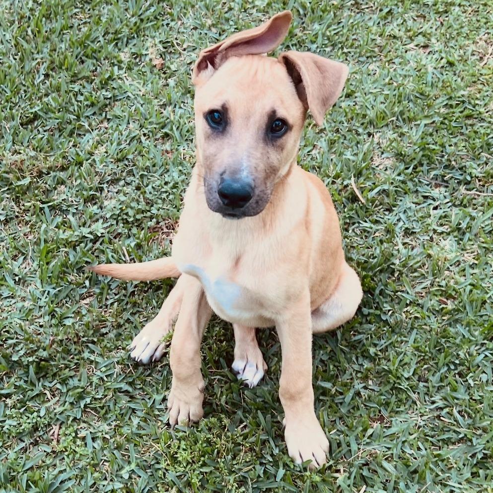 Enlarge Rob, a Adoptable mixed breed in Houston, TX image 2/3