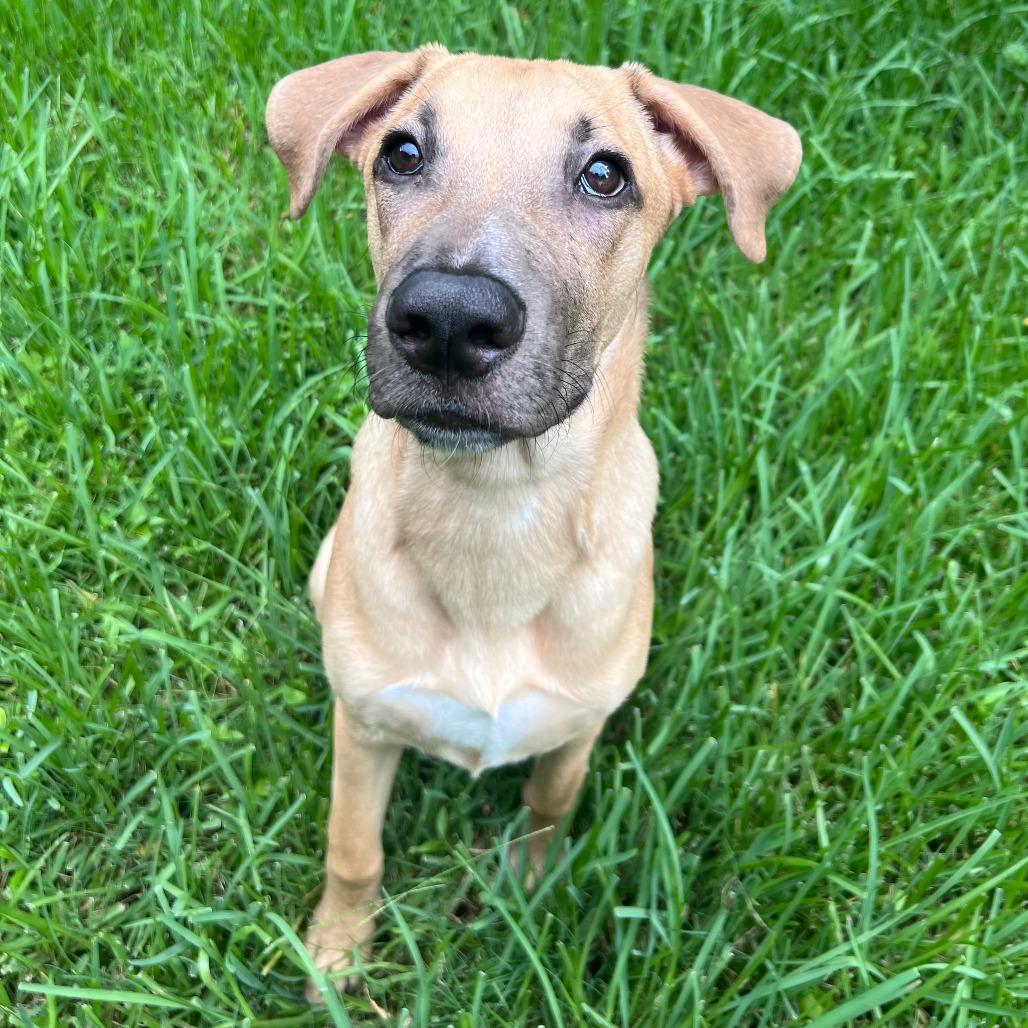Enlarge Rob, a Adoptable mixed breed in Houston, TX image 2/6