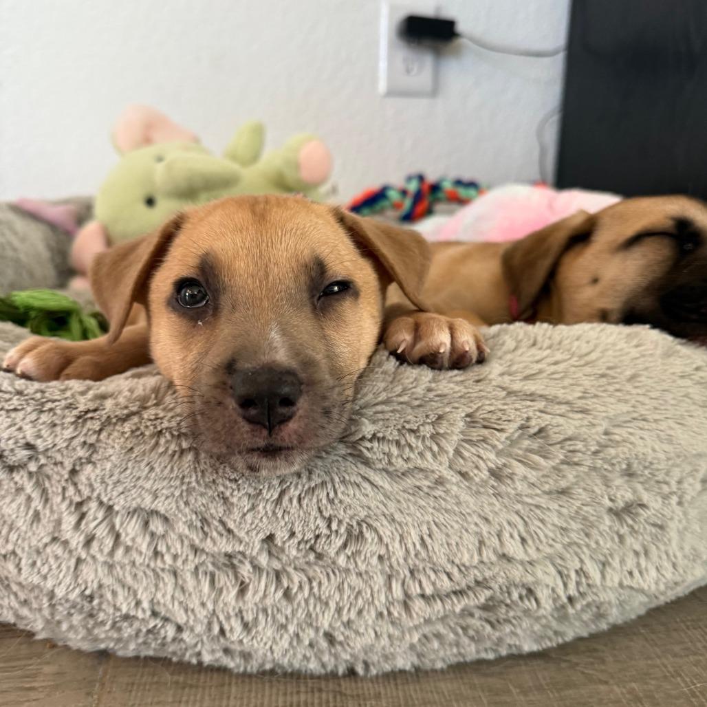 Enlarge Rob, a Adoptable mixed breed in Houston, TX image 1/4