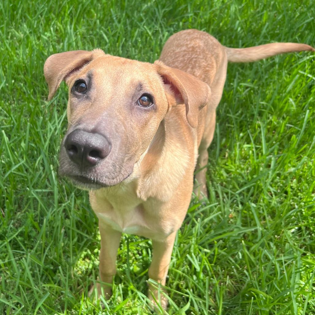Enlarge Rob, a Adoptable mixed breed in Houston, TX image 3/6