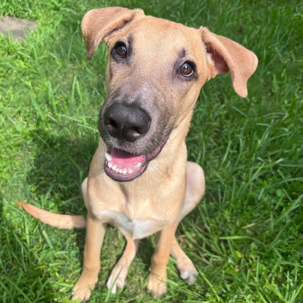 Enlarge Rob, a Adoptable mixed breed in Houston, TX image 5/6
